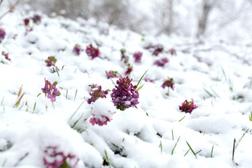 Snowdrops in the early spring and the last snow, Ukraine