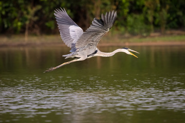 Close up of a White necked heron flying over a calm river, Pantanal, Brazil