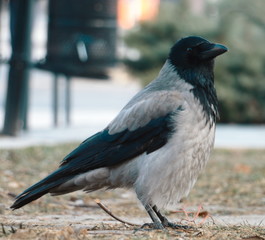 Nebelkrähe oder Krähe oder Rabe Schwarz Weiss Portrait im Winter