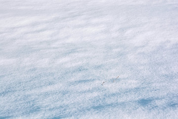 Snow texture background