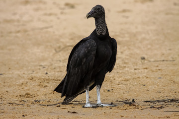 Black vulture standing on the riverbank, Pantanal, Brazil