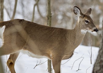 Beautiful isolated image with a wild deer in the snowy forest