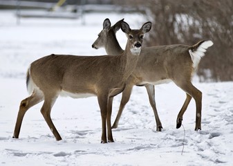 Obraz premium Beautiful isolated background with two wild deer on the snowy field