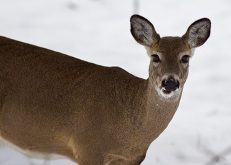 Beautiful portrait of a wild deer in the snowy forest