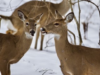 Beautiful photo of three wild deer together in the snowy forest