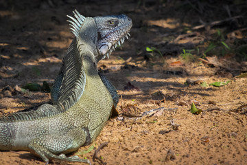 Green Iguana resting in the half shadow on the ground, Pantanal, brazil