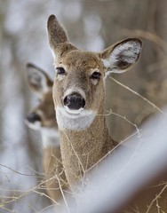 Beautiful isolated image with a wild deer in the snowy forest