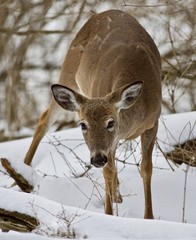 Beautiful isolated photo of a wild deer in the snowy forest