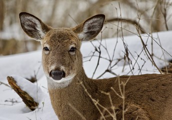 Beautiful isolated background with a wild deer in the snowy forest