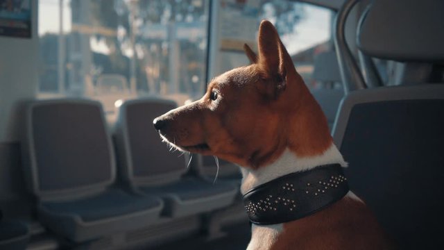 Cute sunlit basenji dog travels in train and looking through window, close up view