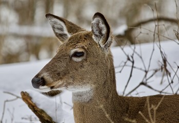 Beautiful portrait of a cute wild deer in the snowy forest