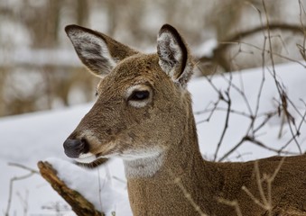 Fototapeta premium Beautiful portrait of a wild deer in the snowy forest