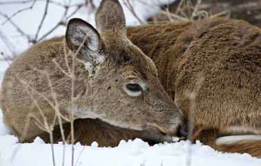 Beautiful isolated picture with a wild deer in the snowy forest