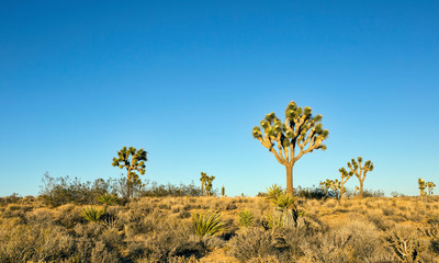 Plakat Several Joshua trees (Yucca brevifolia)