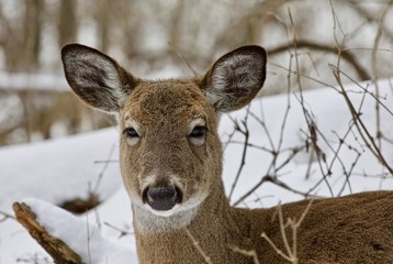 Beautiful image of a wild deer in the snowy forest
