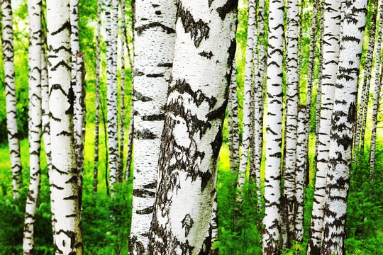 Fototapeta summer in sunny birch forest