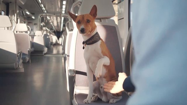 Smart dog sits in train car in front of his owner, looks at camera and then gives a paw for handshake. Travelling with pet
