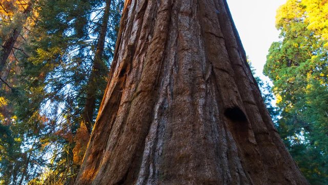 MoCo Timelapse Tracking Shot of Sunset Light on Giant Sequoia -Zoom Out-