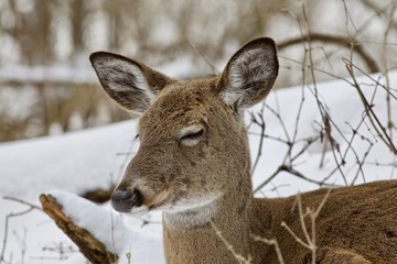 Beautiful image of a sleepy wild deer in the snowy forest
