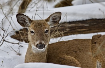 Beautiful isolated picture with a wild deer in the snowy forest