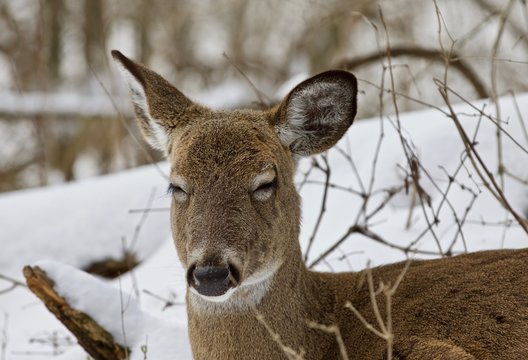 Beautiful portrait of a sleepy funny wild deer in the snowy forest