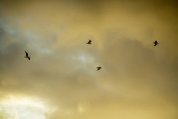 Flock of birds fly in air on cloudy sky