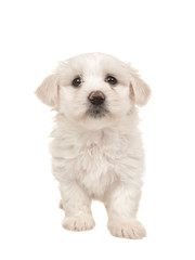 Cute white standing maltese puppy isolated on a white background seen from the front