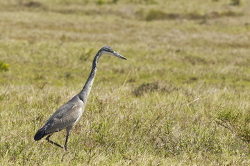 grey heron hunting its prey