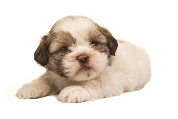 Brown and white boomer puppy dog lying on a white background