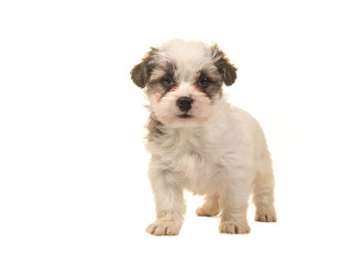 Brown and white standing boomer puppy facing the camera isolated on a white background