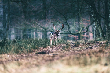 Fallow deer standing in meadow of forest licking shoulder.