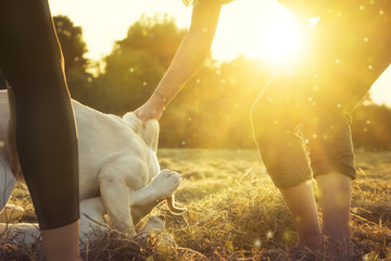 Junge Labrador Retriever Hunde spielen und trainieren miteinander - Frau geht dazwischen