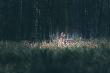 Fallow deer walking through tall grass in forest.