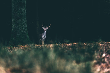 Fototapeta na wymiar Fallow deer standing at the edge of dark forest.