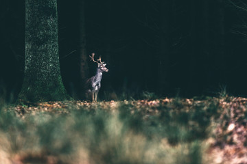 Naklejka na ściany i meble Fallow deer standing at the edge of dark forest.