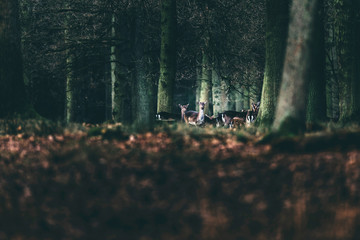 Alert herd of fallow deer doe in forest looking towards camera.