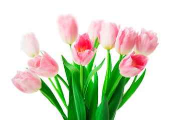 Beautiful Pink tulips flowers isolated on white background.