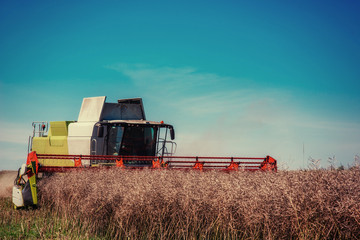 Combine Harvester on a Wheat Field. Agriculture.