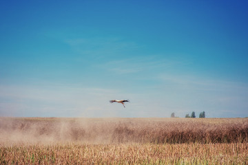 Stork on a field of golden wheat blue sky