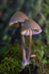 Mycena sp. Small mushrooms in a forest of chestnut trees.