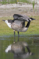 Canada Goose ((Branta canadensis) stretching wings, Cape May State Park, New Jersey