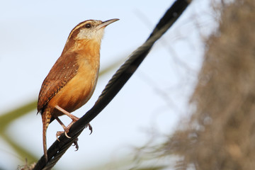 Carolina wren (Thryothorus ludovicianus) on wire, Kissimmee, Florida, USA