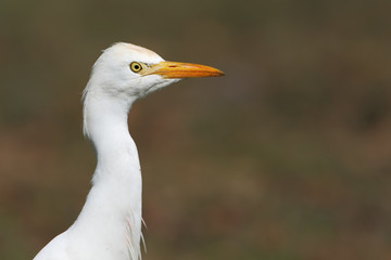 Cattle egret (Bubulcus ibis) head portrait, Kissimmee, Florida, USA