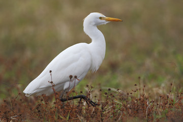 Cattle egret (Bubulcus ibis) walking in grass field, Kissimmee, Florida, USA