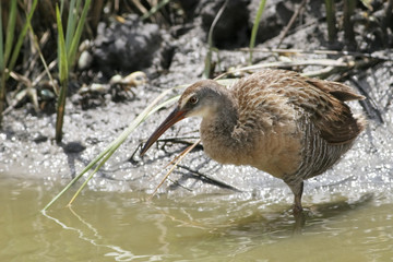 Clapper rail (Rallus crepitans), Bolivar Peninsula, Texas, USA
