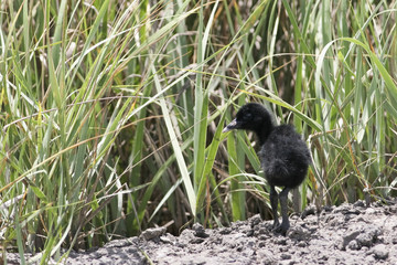 Clapper rail (Rallus crepitans) young chick, Bolivar Peninsula, Texas, USA