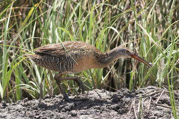 Clapper rail (Rallus crepitans) searching food, Bolivar Peninsula, Texas, USA