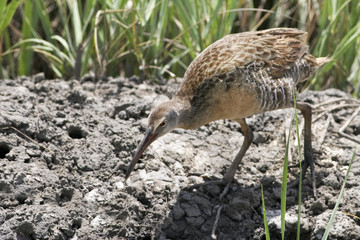 Clapper rail (Rallus crepitans) searching food, Bolivar Peninsula, Texas, USA