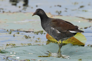 Common gallinule (Gallinula galeata) standing on water lily leaf, Brazos Bend State Park, Texas, USA