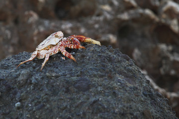 Crab on rock, Puerto Rico